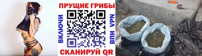 площадка какой сайт  Кимры  Псилоцибиновые грибы Magic Shrooms 